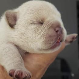 French Bulldogs from Luvafrenchbulldog