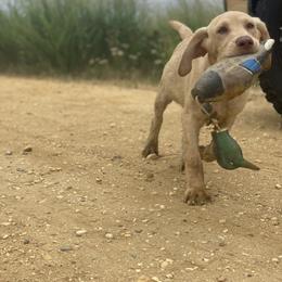 Labrador Retriever Puppies from Creekside Canines