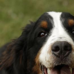 Mirabel - Bernedoodle
