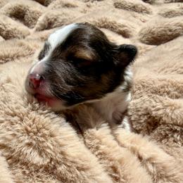 STAR - Sable & white female Toy Shetland Sheepdog puppy in Livonia, Michigan from M7’s Shelties, Toonies & AussieDoodles