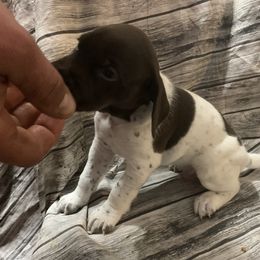 Boy 5 - German Shorthaired Pointer puppy in Barron County, Wisconsin from Shining D Ranch