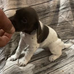 Boy 5 - German Shorthaired Pointer puppy in Barron County, Wisconsin from Shining D Ranch