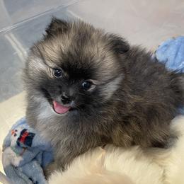 Winter - Orange sable male Pomeranian puppy in Titus, Alabama from Harmony Pomeranians