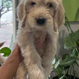 Annie - Apricot female Goldendoodle puppy in Tucson, Arizona from Cheryl's Goldendoodles