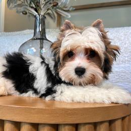 Bennett - Parti male Yorkshire Terrier puppy in Calhoun, Georgia from Peach State Yorkies