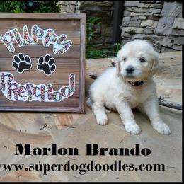 Goldendoodle Puppies from SUPERDog Doodles