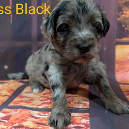 Goldendoodle, Golden Retriever, Labradoodle, and Labrador Retriever Puppies from Robertson's Retrievers and Doodles