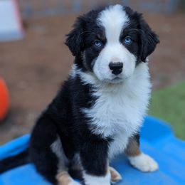 Aurora (FULL TAIL) - Black tri-color female Australian Shepherd puppy in Garland, Maine from MilkyWay Aussies with Tails
