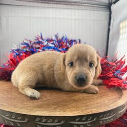 DRM2 cream or red - Cream male Dachshund puppy in Carthage, Texas from Rafter C Ranch Doxies