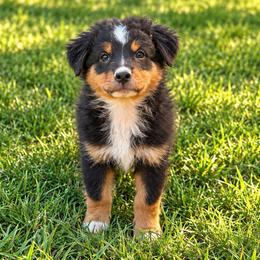 Sequoia - Black tri male Miniature Australian Shepherd puppy in Macomb, Missouri from Show Me MO Aussies