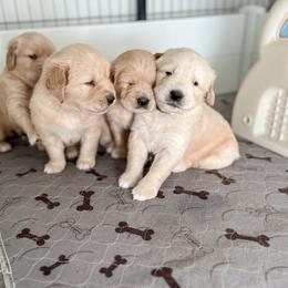Golden Retriever Puppies from Rose n’ Thistle Farm