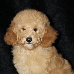 Poodles from Furst Class Puppies