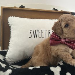 Poodle Puppies from Carol's Poodles