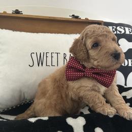 Poodle Puppies from Carol's Poodles