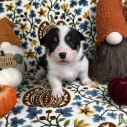Ares - Black and white male American Corgi puppy in Waskom, Texas from Piney Woods Corgis