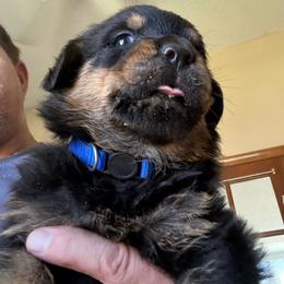Blue boy - Black and mahogany male Rottweiler puppy in Colorado Springs, Colorado from Von Locher Rotties