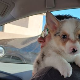 American Corgi and Pembroke Welsh Corgi Puppies from Angelique Brooks