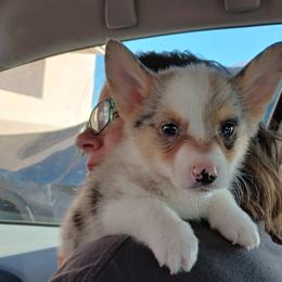 American Corgi and Pembroke Welsh Corgi Puppies from Angelique Brooks