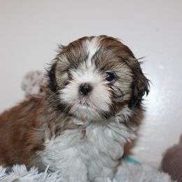 Girl 1 - Red and white female Shih Tzu puppy in Craig, Colorado from Rocky Mountain Shih Tzus and Dry Creek Miniature Dachshunds