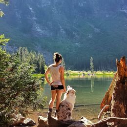 Australian Shepherd All Grown Up from Petrichor Australian Shepherds