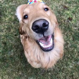 Golden Retriever All Grown Up from Graham Goldens