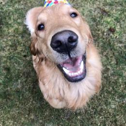 Golden Retriever All Grown Up from Graham Goldens