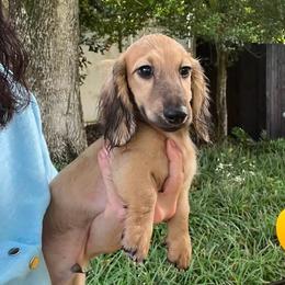 Chandler - Cream male Dachshund puppy in Warrior, Alabama from Bountiful Dachshunds