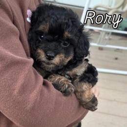 Rory (Peach collar girl) - Phantom female Poodle puppy in Eagle Mountain, Utah from Liberty Farms Puppies