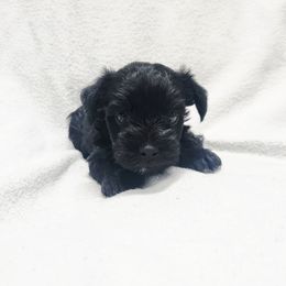 Boy 3 - Black male Miniature Schnauzer puppy in Green River, Wyoming from Mary's Miniature Schnauzers