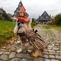 Claire - Pomeranian