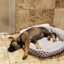 German Shepherd Puppies from Vom Stainherz kennels