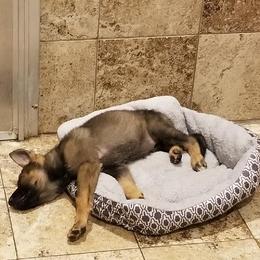 German Shepherd Puppies from Vom Stainherz kennels