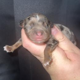 Blue Merle male - Blue merle male Miniature Australian Shepherd puppy in Liberty, Mississippi from Liberty Oaks Aussies and Dachshunds