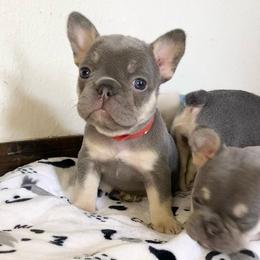 Red collar - Tricolors female French Bulldog puppy in Selma, Oregon from Pnwfrenchbulldogs