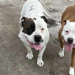 American Bulldogs and Australian Shepherds from Circle V Ranch & Express