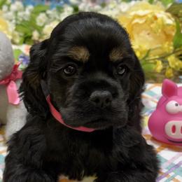 MIAs AKC CH bloodline Black and Tan Girl w red ribbon - Black and tan female Cocker Spaniel puppy in Pensacola, Florida from Barbara Richards' Cocker Kennel, Pensacola, FL