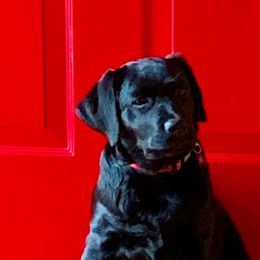 Labrador Retrievers from BonaVenture Labradors