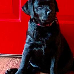 Labrador Retrievers from BonaVenture Labradors