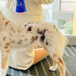 Miniature American Shepherds from Atherney