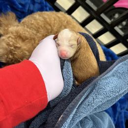 Poodle puppies from Poodles 4 Life