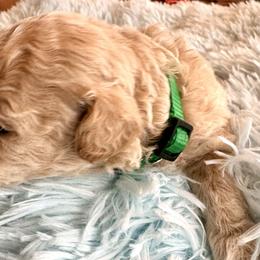 Mr green jeans - Cream male Assorted Doodle Crosses puppy in Mt Pleasant, Texas from Hippdoodranch