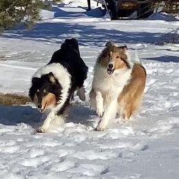 Collies from Rusty Spur Collies