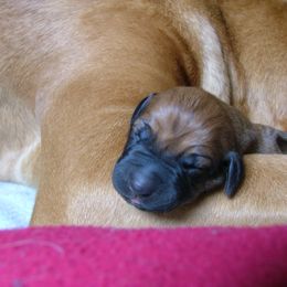 Rhodesian Ridgeback Puppies from Fawn Millette