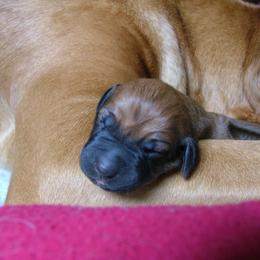 Rhodesian Ridgeback Puppies from Fawn Millette
