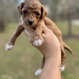 Sunny - Red  female Goldendoodle puppy in Gastonia, North Carolina from Crowders Creek Doodles