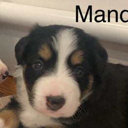 Mandy - Tri-color Border Collie puppy in Concord, North Carolina from KJB Kennels