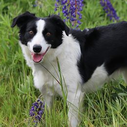 Tess - Border Collie