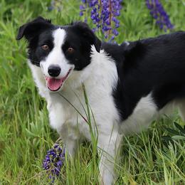 Tess - Border Collie