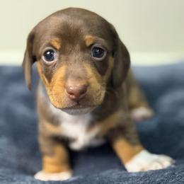 Gunther - Chocolate and tan male Dachshund puppy in Queen Creek, Arizona from Jolly Rogers Dachshunds
