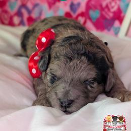 Lime Boy - Merle male Shihpoo puppy in Rockledge, Florida from Stormie's Doodles